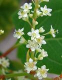 Reynoutria japonica. Часть соцветия. Украина, г. Запорожье, Правый берег, ул. Талалихина. 14.10.2012.