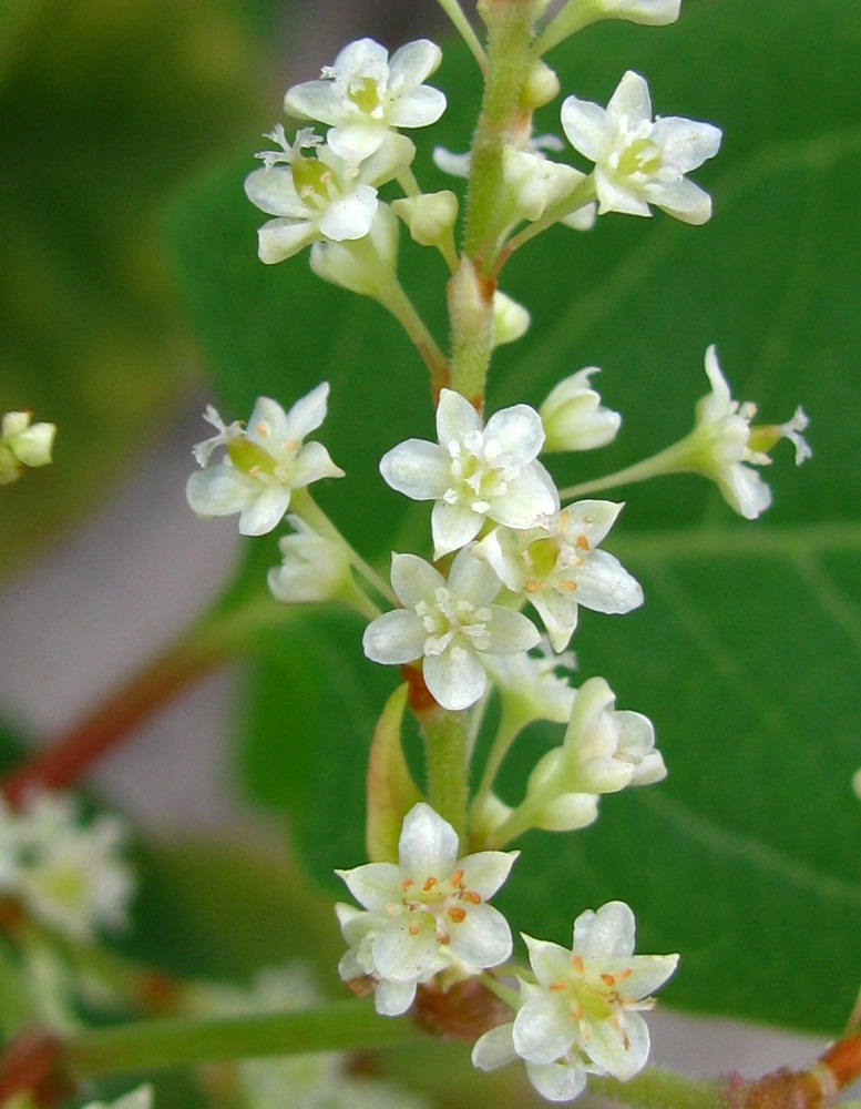 Image of Reynoutria japonica specimen.