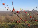 genus Rosa. Покоящаяся ветвь с плодами. Краснодарский край, Крымский р-н, окр. хут. Верхняя Ставрополька, злаково-разнотравный луг. 10.11.2013.