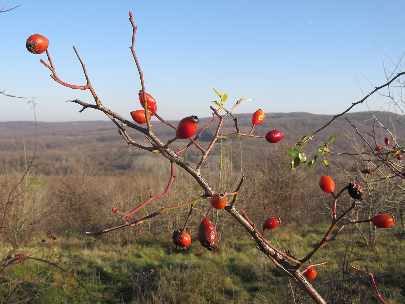Image of genus Rosa specimen.