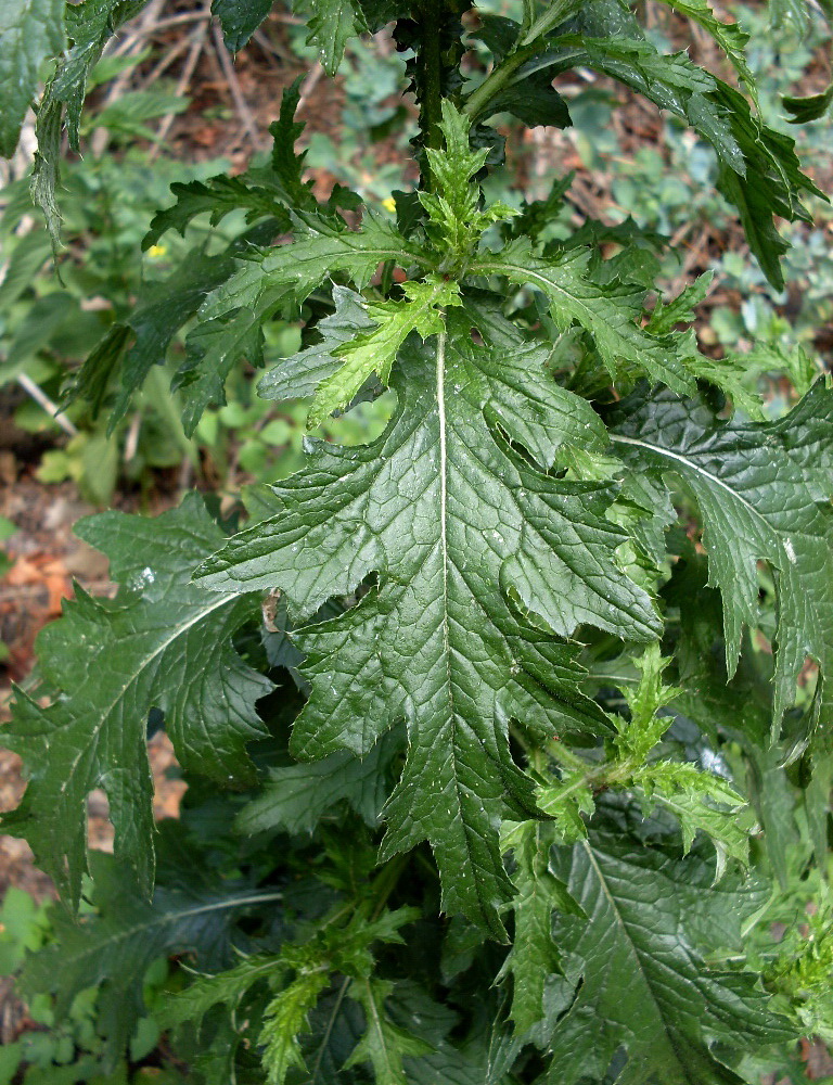 Изображение особи Carduus crispus.