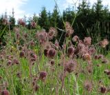 Geum rivale