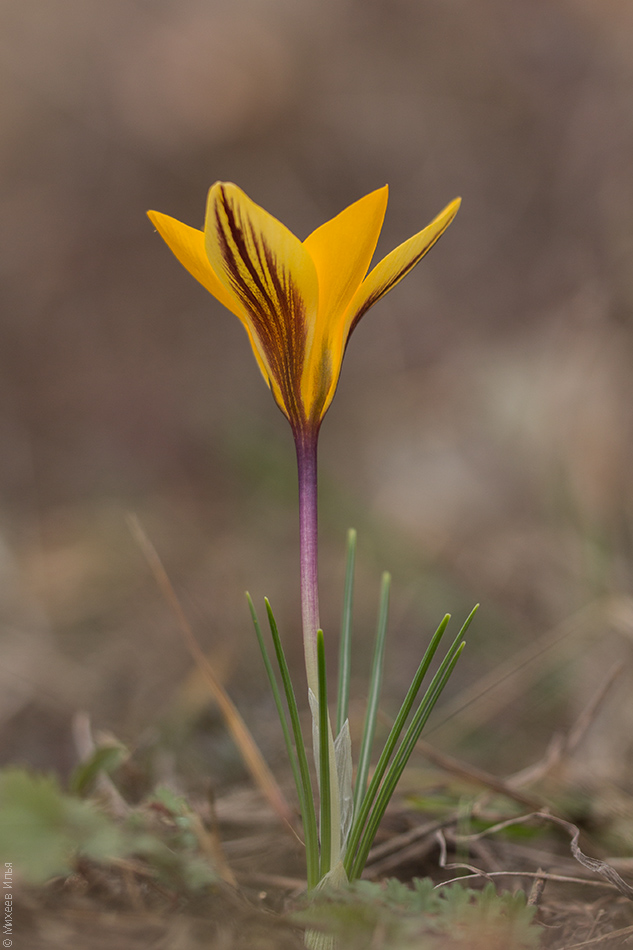 Изображение особи Crocus angustifolius.