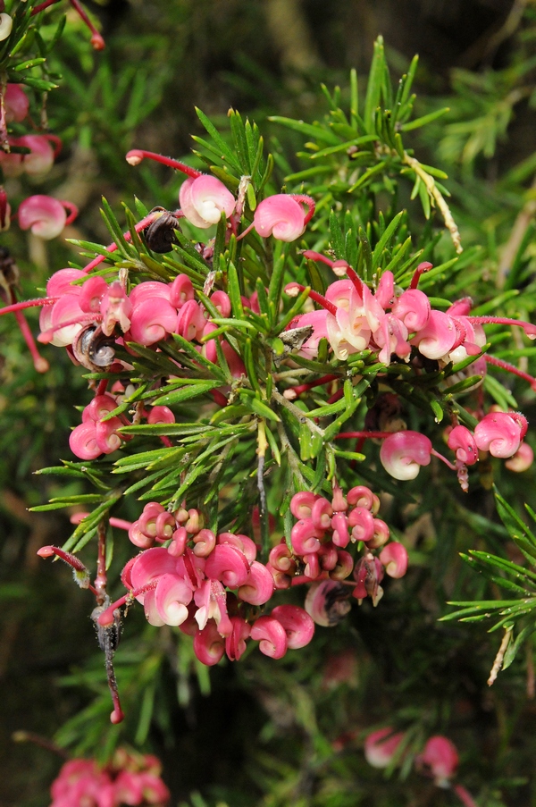 Image of Grevillea rosmarinifolia specimen.