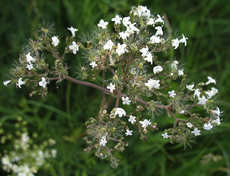 Image of Valeriana rossica specimen.