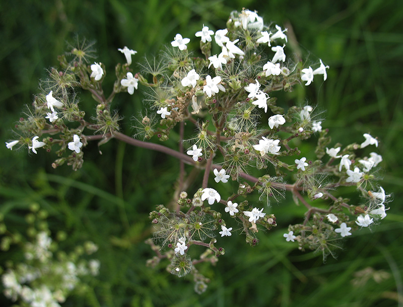 Изображение особи Valeriana rossica.