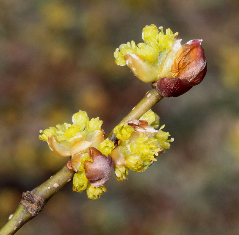Image of Lindera obtusiloba specimen.