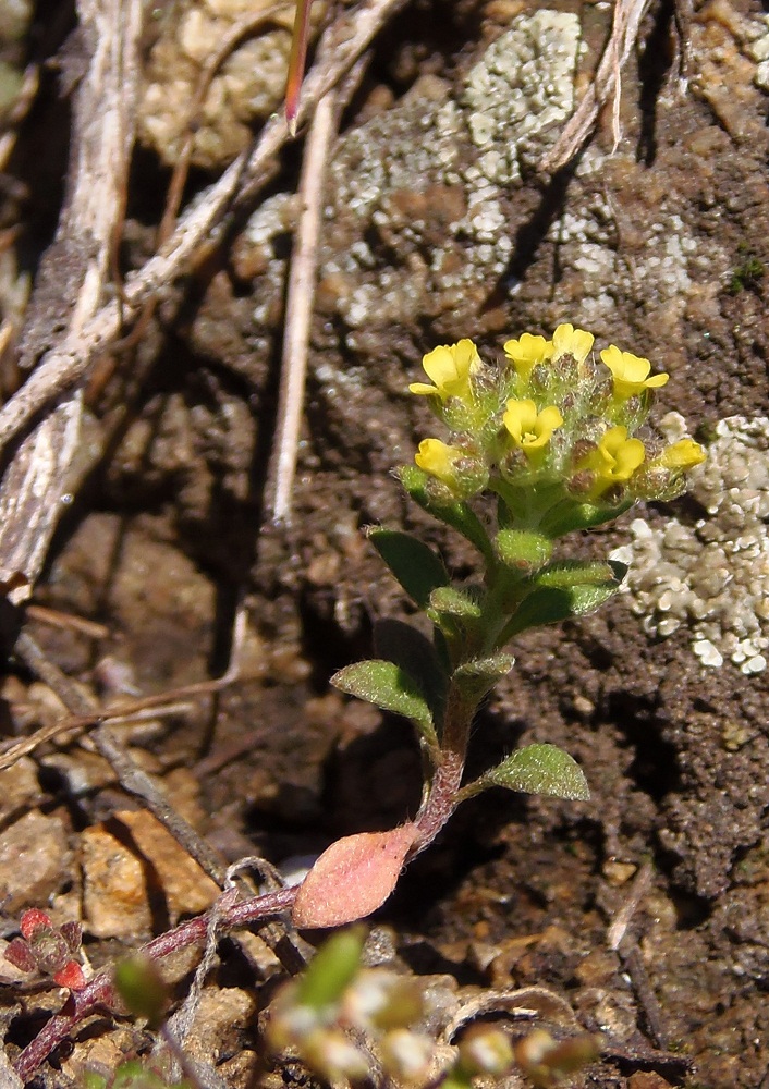 Изображение особи Alyssum minutum.