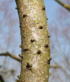 Myrica pensylvanica. Часть ствола. Германия, г. Дюссельдорф, Ботанический сад университета. 13.03.2014.