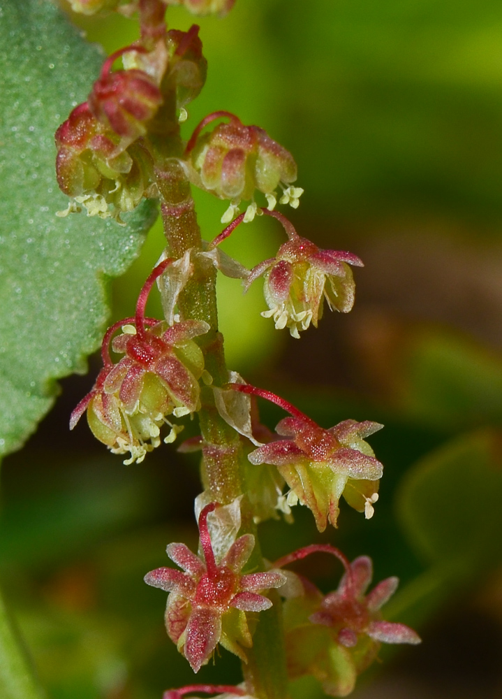 Изображение особи Rumex vesicarius.