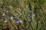 Veronica capsellicarpa