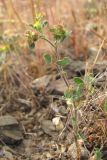 Medicago minima