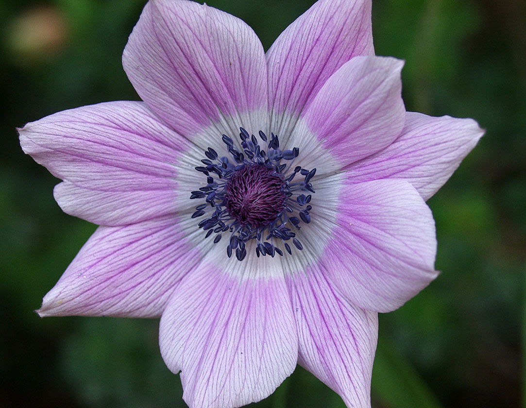 Изображение особи Anemone pavonina.