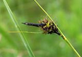 Carex melanostachya. Частично распустившееся женское соцветие. Украина, г. Запорожье, пос. Солнечный, балка, влажная низина. 14.05.2014.