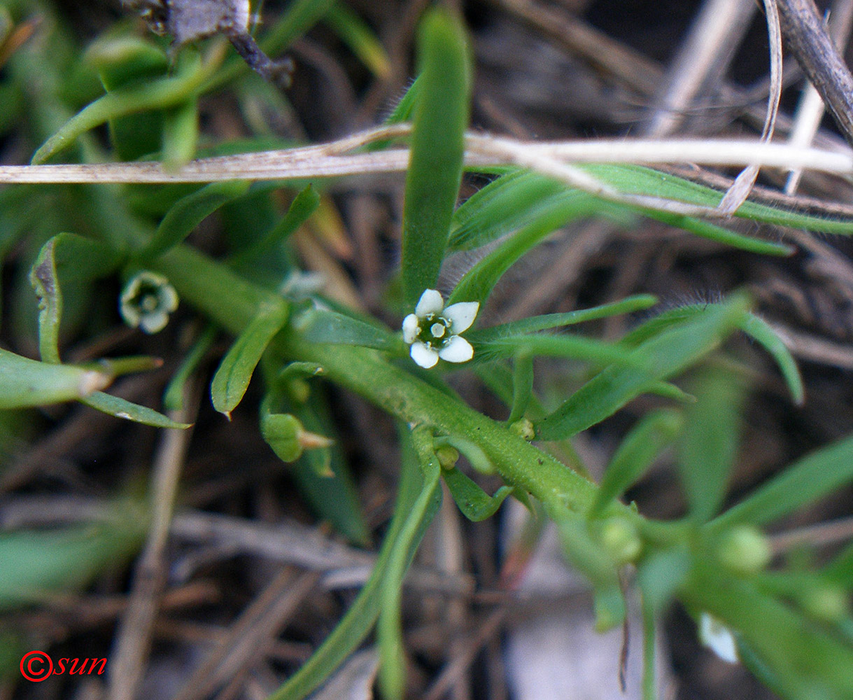 Image of Thesium ramosum specimen.