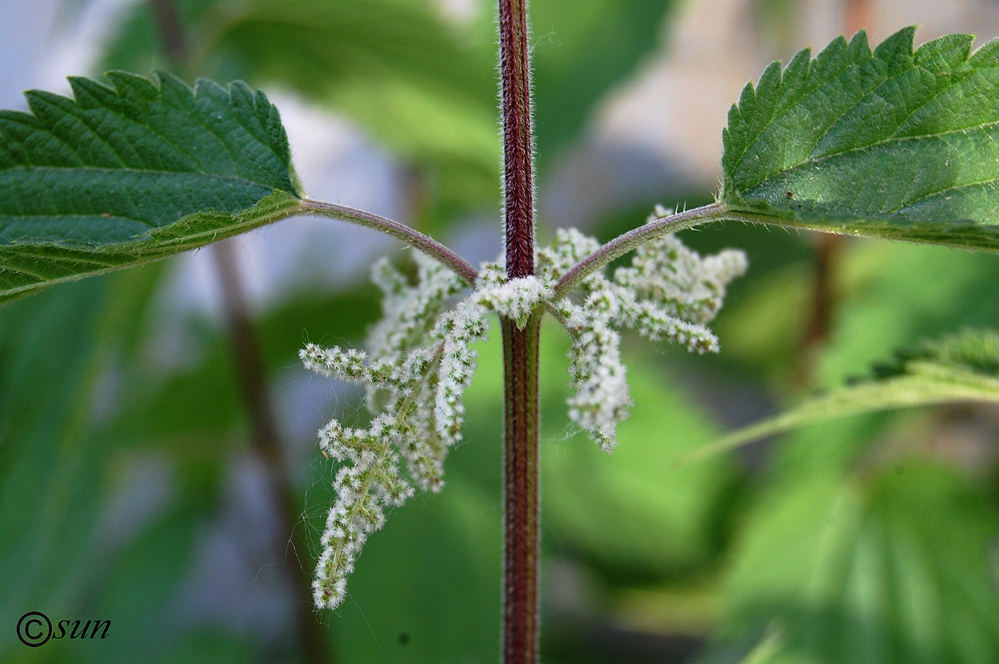 Изображение особи Urtica dioica.