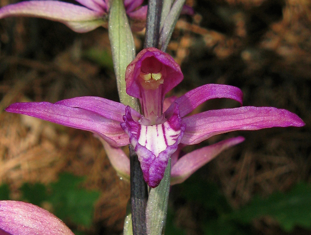 Image of Limodorum abortivum var. rubrum specimen.
