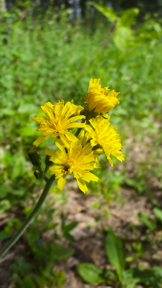 Изображение особи Crepis praemorsa.