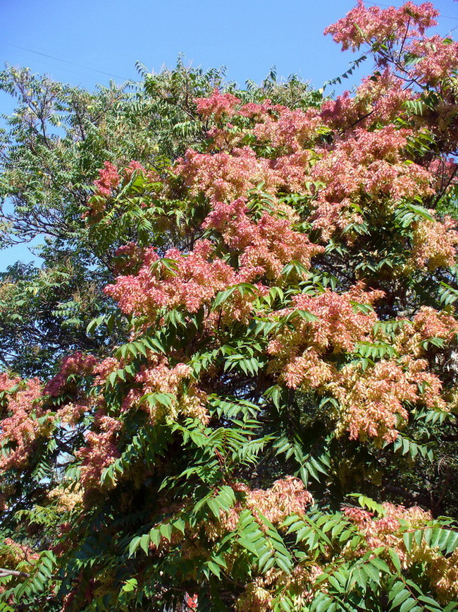 Изображение особи Ailanthus altissima.