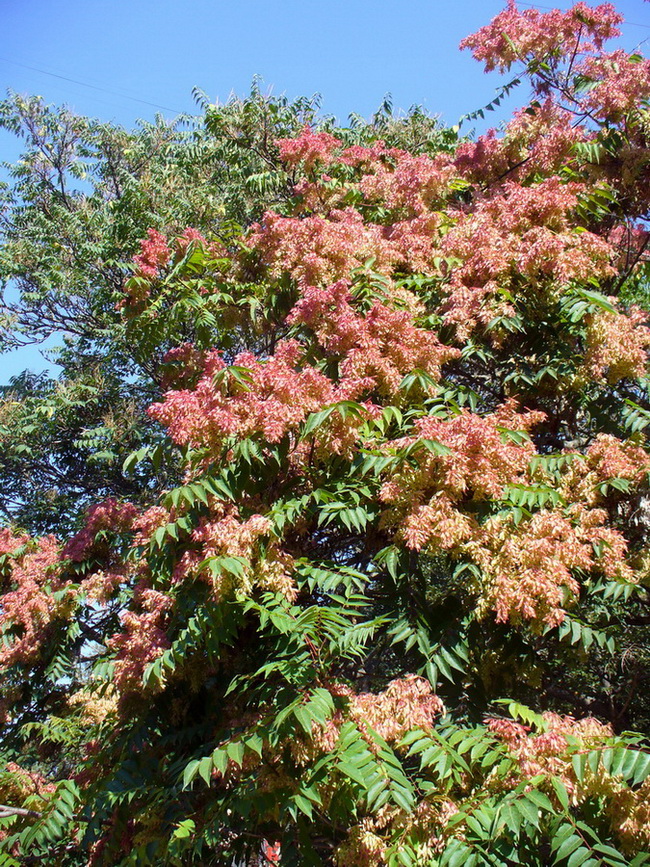 Изображение особи Ailanthus altissima.