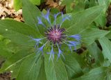 Centaurea triumfettii. Соцветие. Украина, Львовская обл., Дрогобычский р-н, г. Трускавец, Центральный парк Адамовка. 14.06.2014.