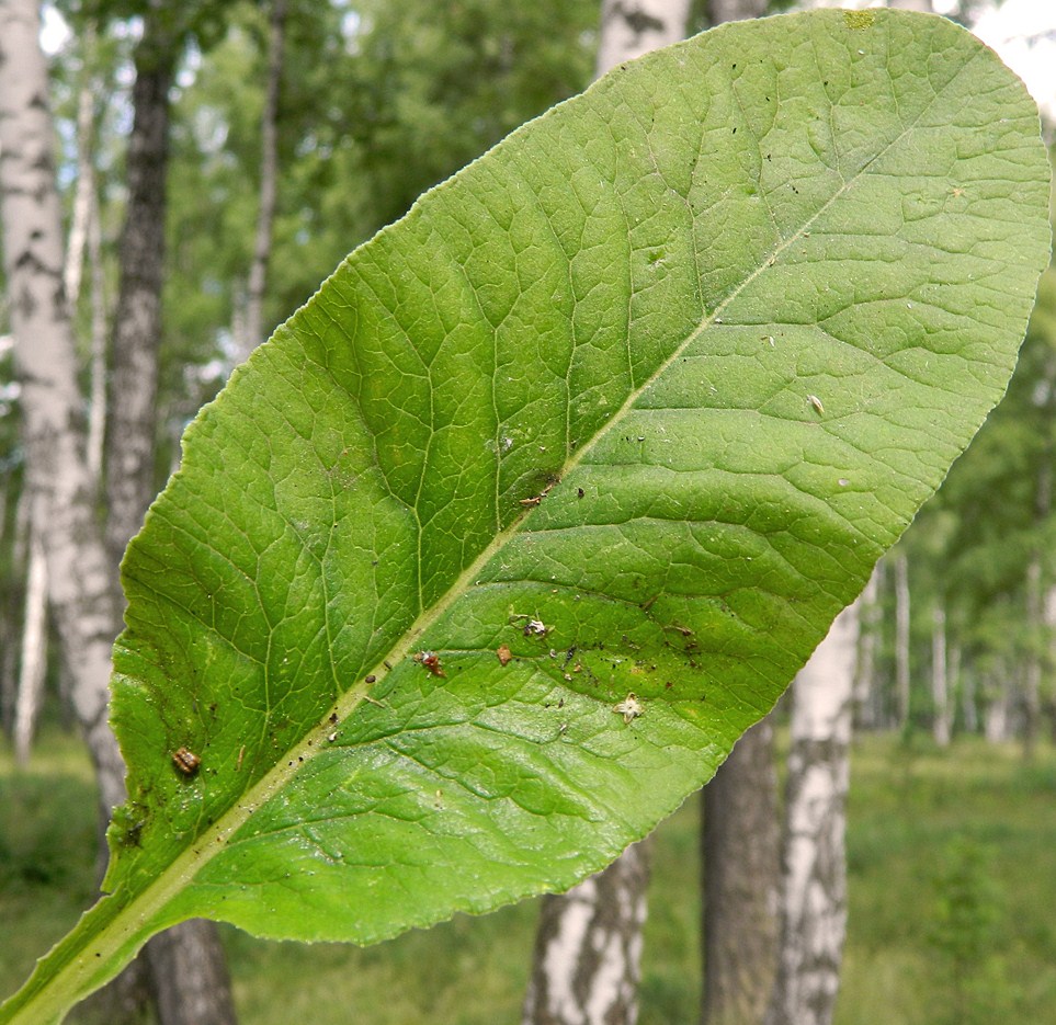 Image of Primula veris specimen.
