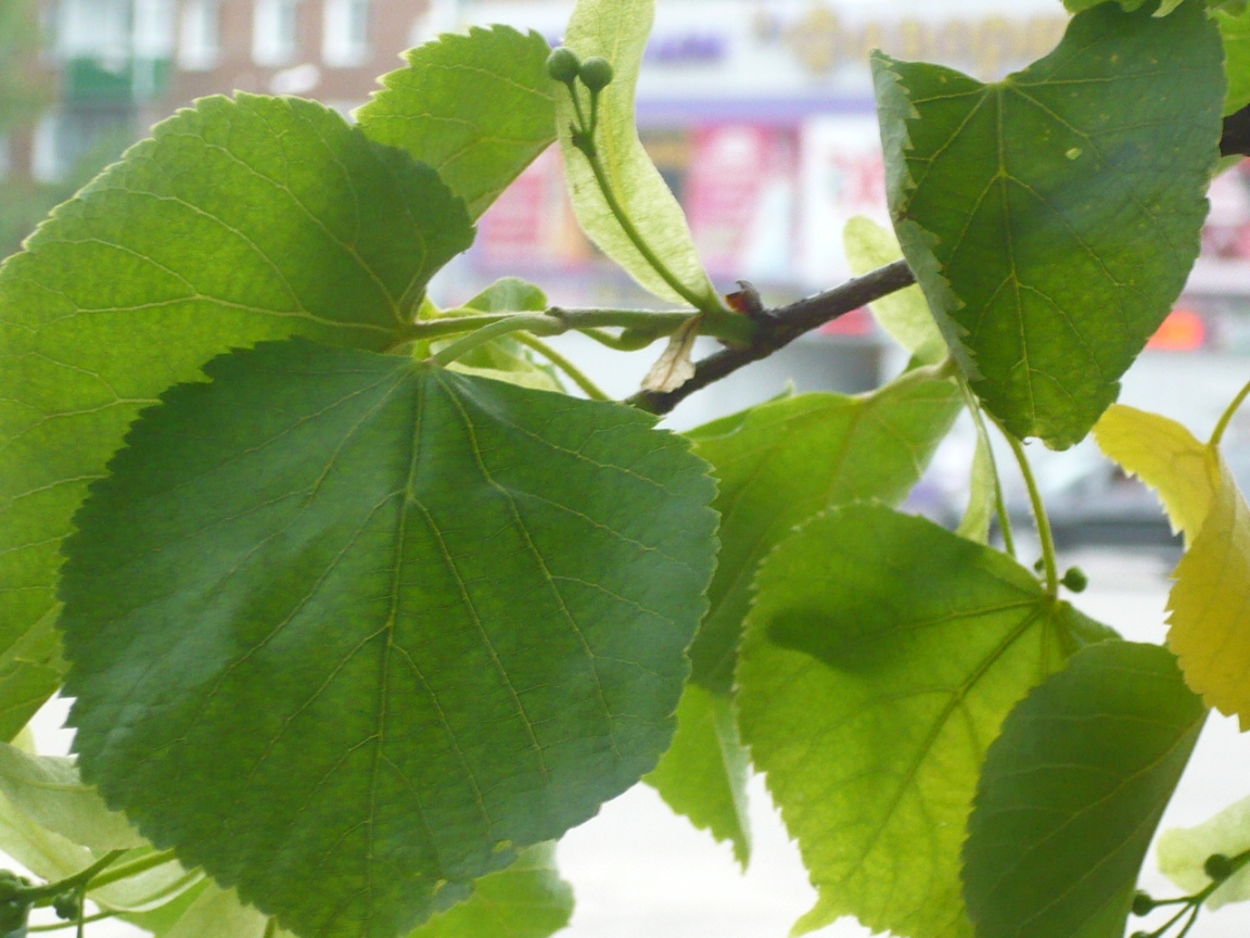 Image of Tilia sibirica specimen.