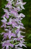 Dactylorhiza fuchsii