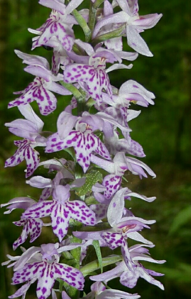 Изображение особи Dactylorhiza fuchsii.