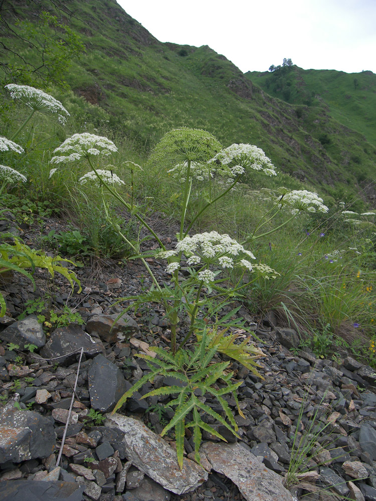 Изображение особи род Heracleum.