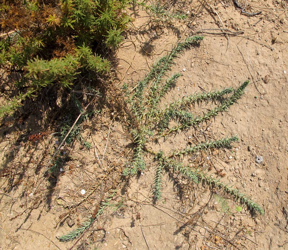 Image of Thesium humile specimen.