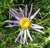 Aster serpentimontanus