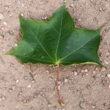 Acer cappadocicum. Лист. Германия, г. Дюссельдорф, Ботанический сад университета. 03.06.2014.