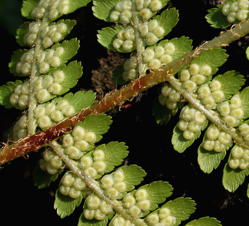 Изображение особи Dryopteris filix-mas.