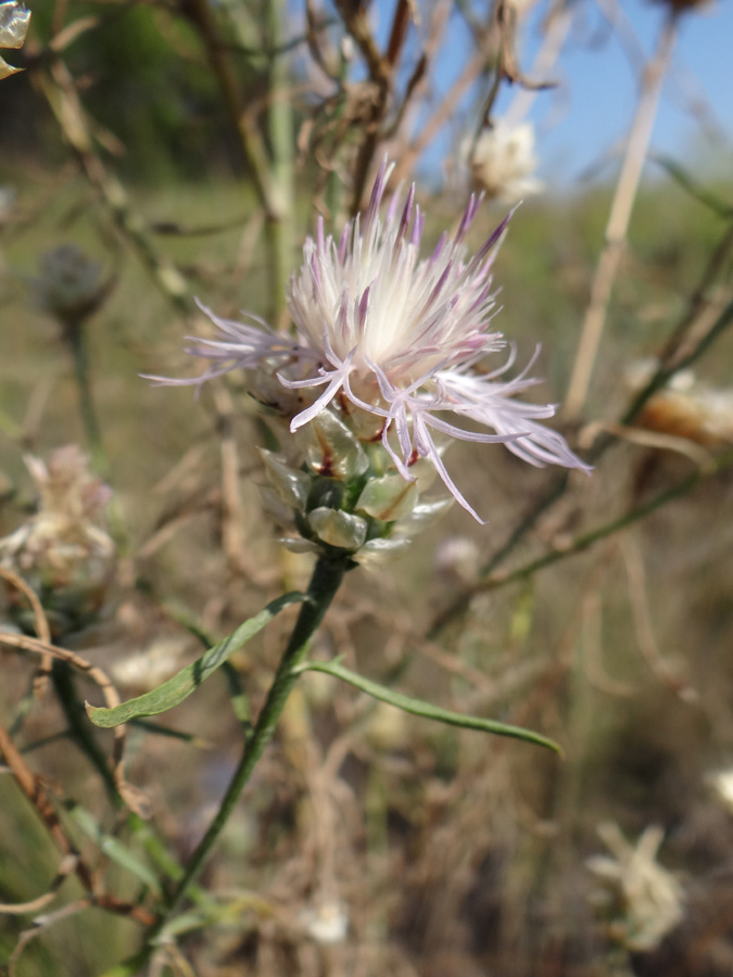 Image of Centaurea konkae specimen.