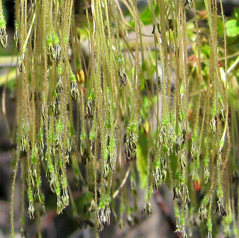 Image of Acer negundo specimen.