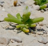 Mesembryanthemum cryptanthum