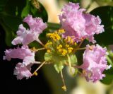 Lagerstroemia indica. Цветок. Республика Абхазия, Новый Афон, приморский парк. Август 2014 г.