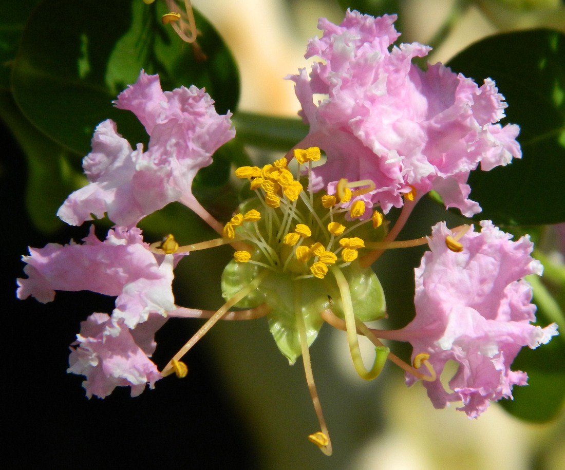 Image of Lagerstroemia indica specimen.