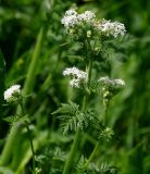 Anthriscus sylvestris
