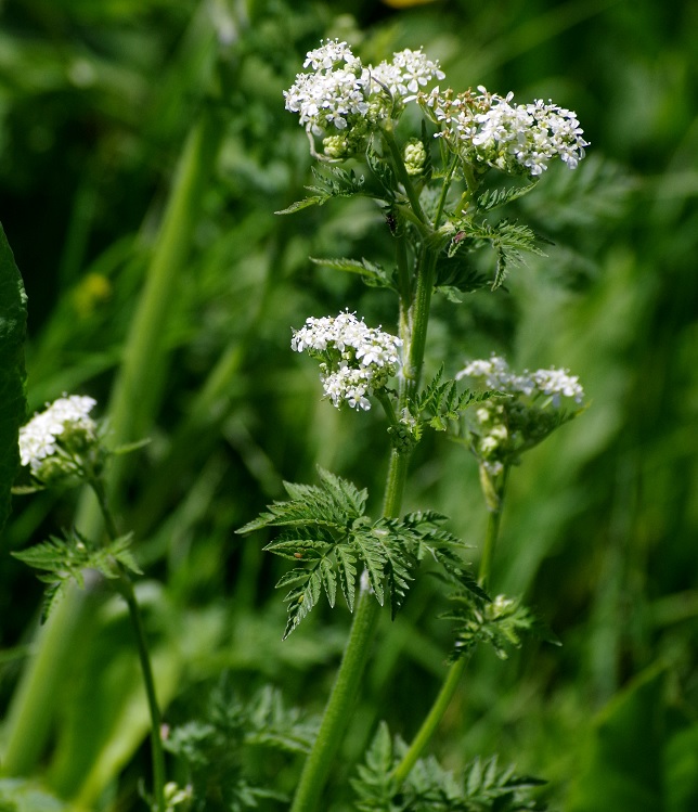 Image of Anthriscus sylvestris specimen.