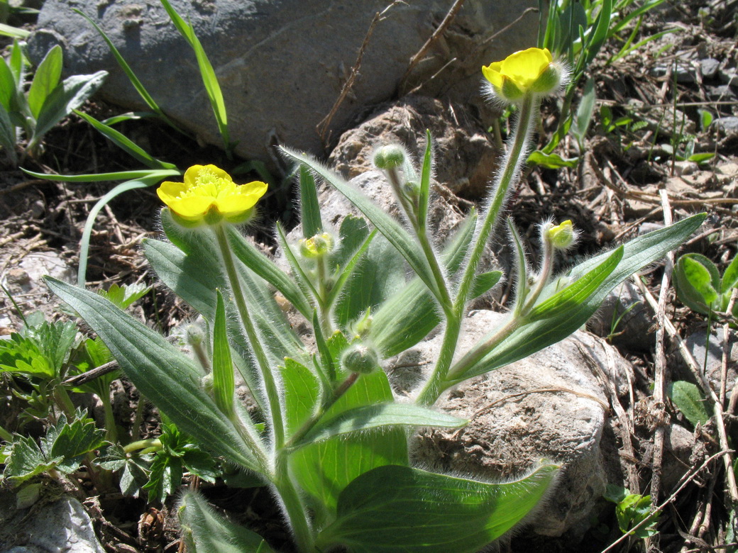 Изображение особи Ranunculus paucidentatus.