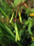 Impatiens capensis. Плоды. Нидерланды, провинция Drenthe, Eelde, берег канала Noord-Willemskanaal. 27 сентября 2009 г.