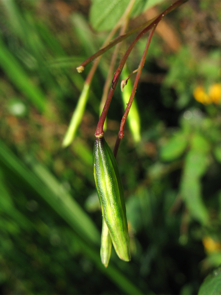 Image of Impatiens capensis specimen.