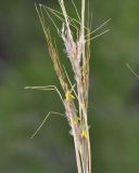 Image of taxon representative. Author is Роланд Цандекидис