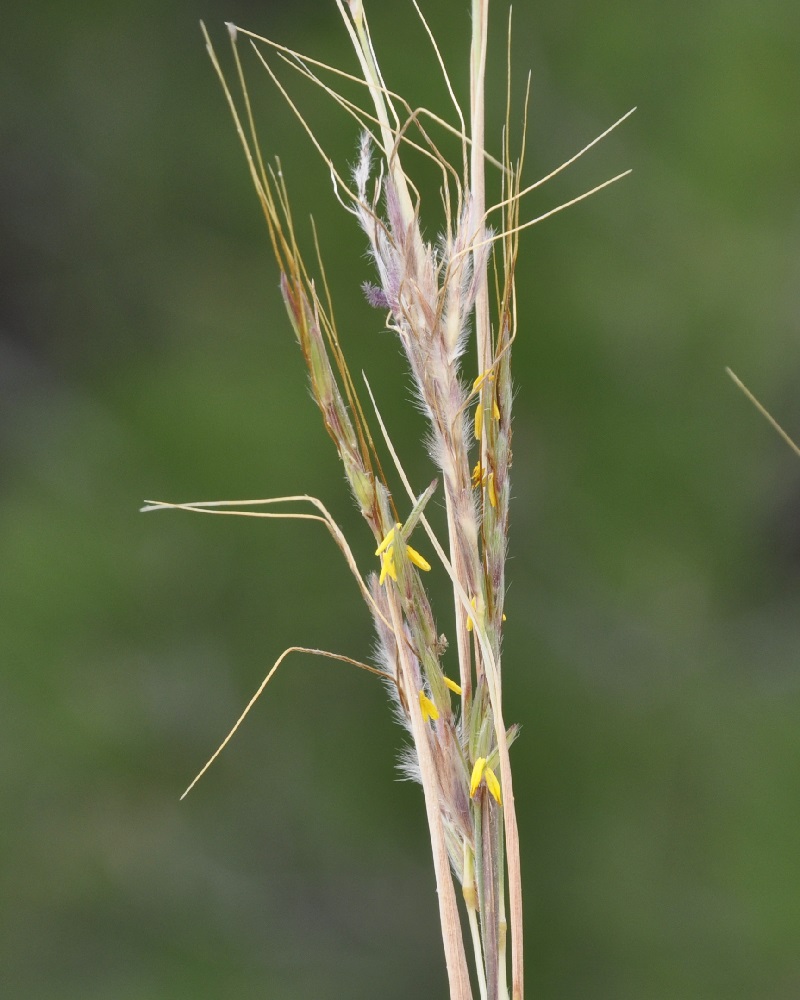 Image of Hyparrhenia hirta specimen.