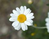 Pyrethrum poteriifolium. Соцветие. Краснодарский край, окр. Геленджика, Нижний парк сафари. 05.05.2013.