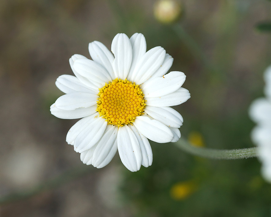 Изображение особи Pyrethrum poteriifolium.