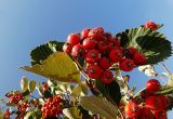 Sorbus graeca