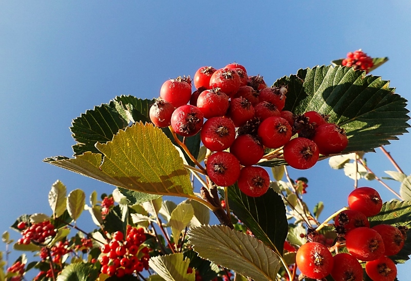 Изображение особи Sorbus graeca.